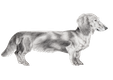 Dachshund Music Logo